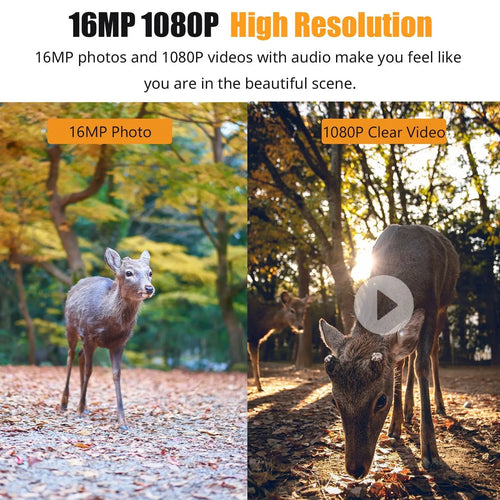 1080P Night Vision Trail Camera - My Good Buys - 1080P Night Vision Trail Camera