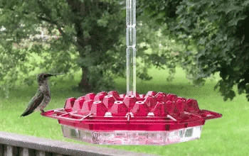 Ant Proof Hummingbird Feeder Outdoor Hanging Perch - My Good Buys - Ant Proof Hummingbird Feeder Outdoor Hanging Perch