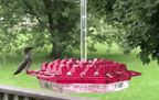 Ant Proof Hummingbird Feeder Outdoor Hanging Perch - My Good Buys - Ant Proof Hummingbird Feeder Outdoor Hanging Perch