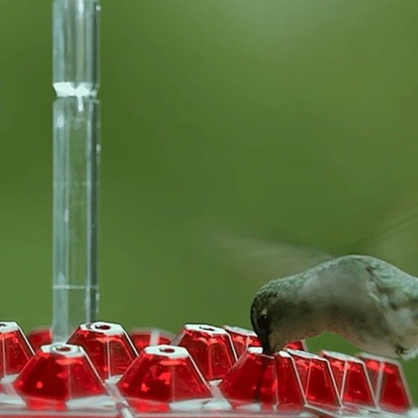Hummingbird Feeder With Built-In Ant Moat - My Good Buys - Hummingbird Feeder With Built-In Ant Moat