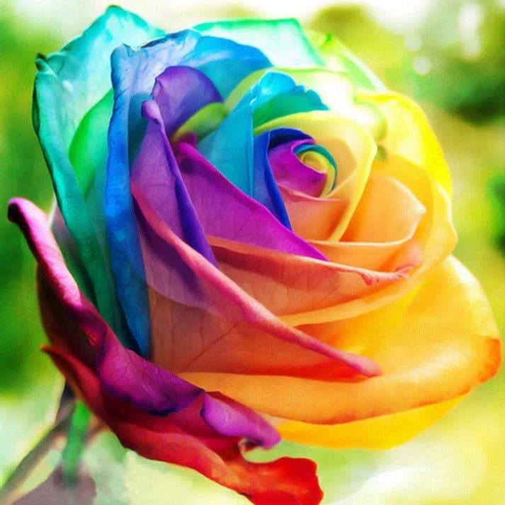 Rainbow Rose Seeds - My Good Buys - Rainbow Rose Seeds