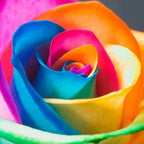 Rainbow Rose Seeds - My Good Buys - Rainbow Rose Seeds