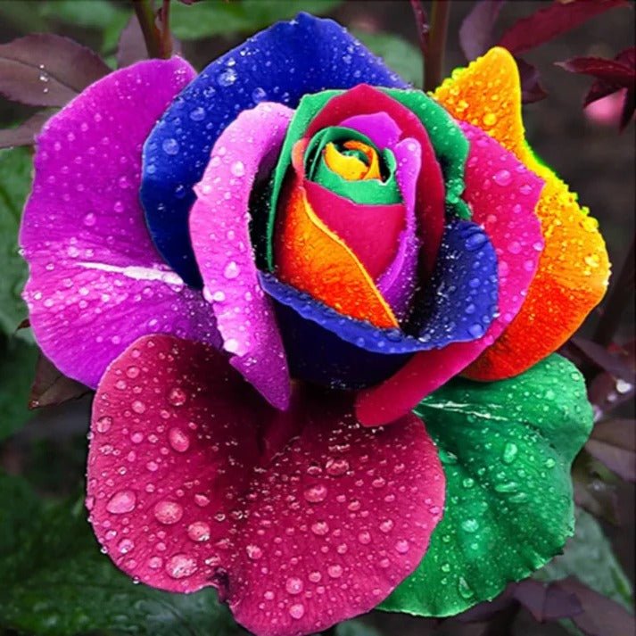 Rainbow Rose Seeds - My Good Buys - Rainbow Rose Seeds