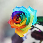 Rainbow Rose Seeds - My Good Buys - Rainbow Rose Seeds