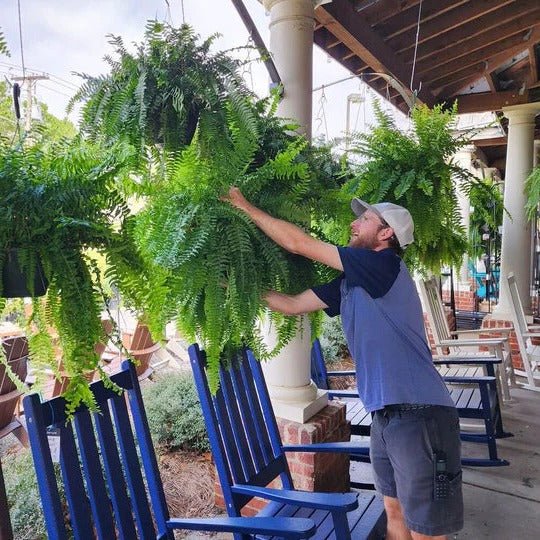 UV Resistant Lifelike Artificial Boston Fern For Outdoors - My Good Buys - UV Resistant Lifelike Artificial Boston Fern For Outdoors