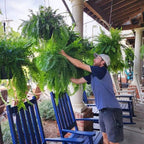 UV Resistant Lifelike Artificial Boston Fern For Outdoors - My Good Buys - UV Resistant Lifelike Artificial Boston Fern For Outdoors